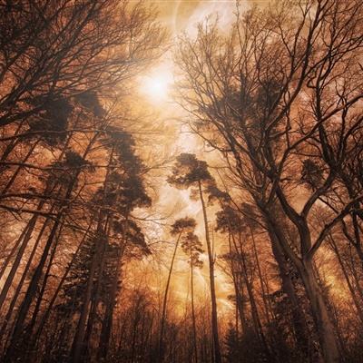 电玩舞会森林下载手机版